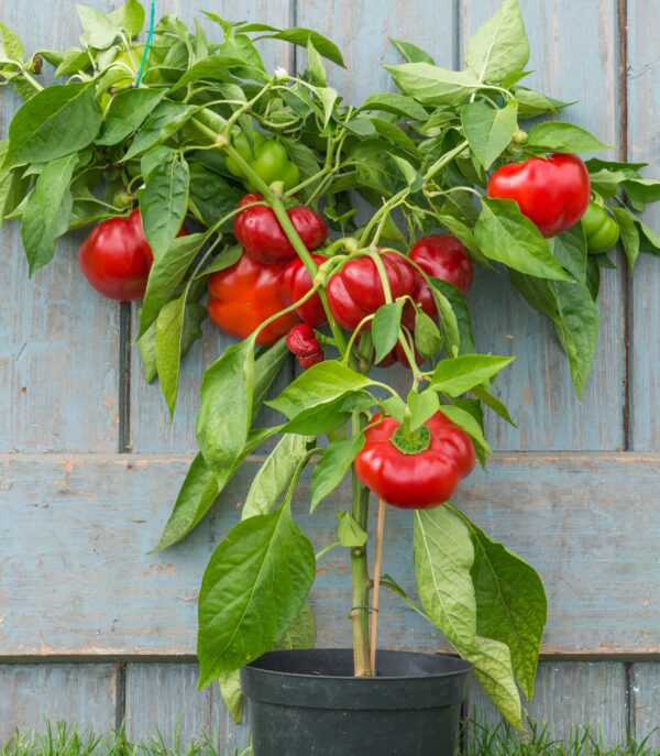 Sweet Pepper - Tamina F1 - Image 2