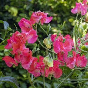 Sweet Pea Parfume Edith Flanagan