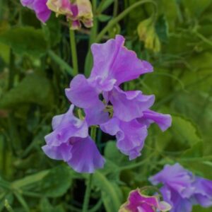 Sweet Pea Parfume Just Julia
