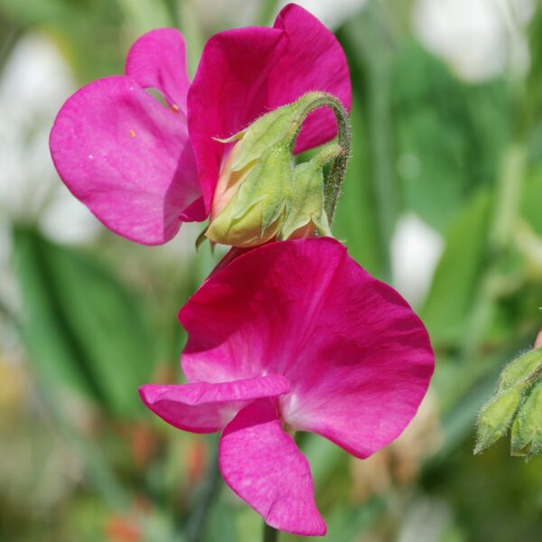 Sweet Pea Parfume Millennium