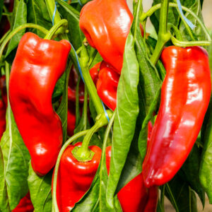 Organic Sweet Pepper Marconi Red