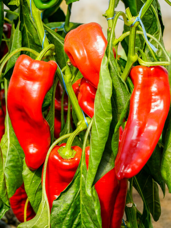 Organic Sweet Pepper Marconi Red