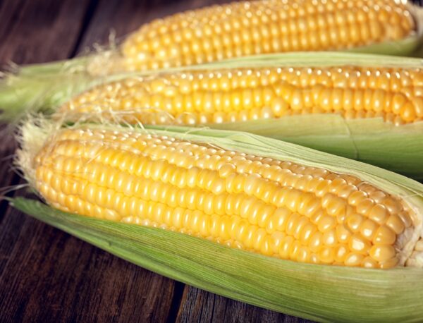 Sweetcorn – Earliking F1 (Sweet Corn)