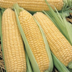 Sweetcorn - Elan F1 (Sweet Corn)