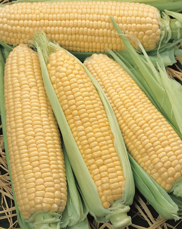 Sweetcorn - Elan F1 (Sweet Corn)