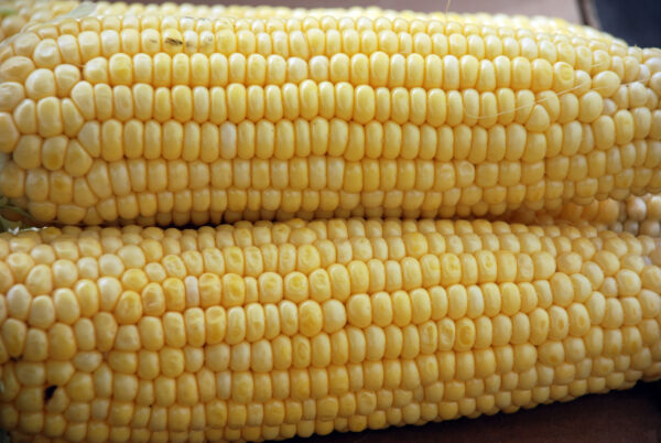 Sweetcorn - Ovation F1 (Sweet Corn) - Image 2