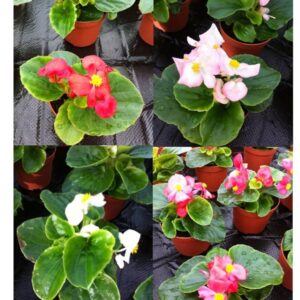 Begonia Semperflorens - Heaven Mix F1