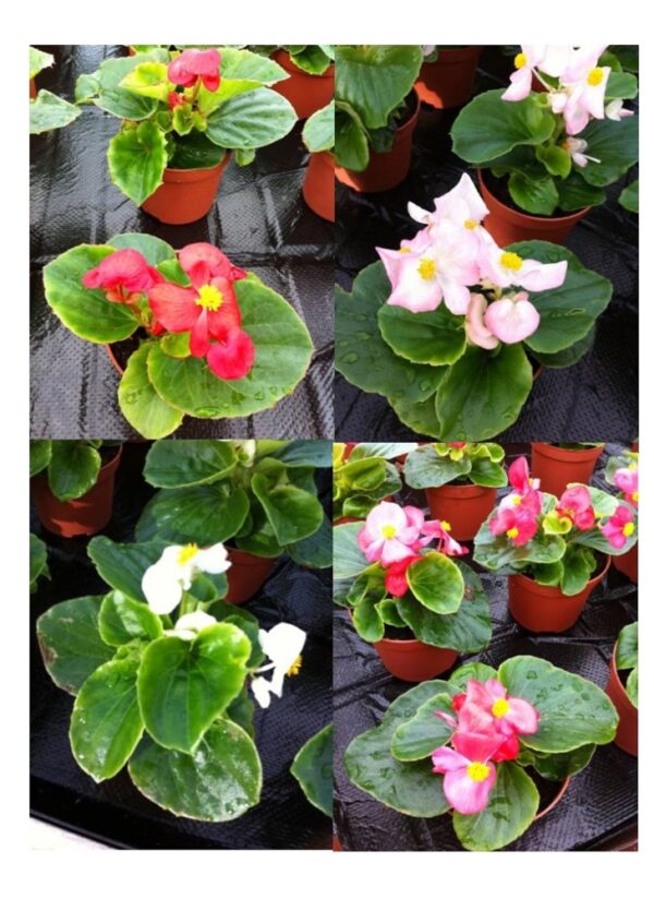 Begonia Semperflorens - Heaven Mix F1