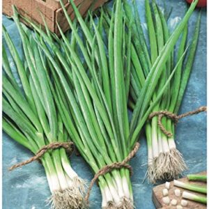 Onion Snow Queen F1 BUNCHING (Spring)
