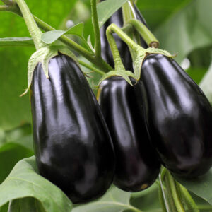 Organic Aubergine Black Beauty
