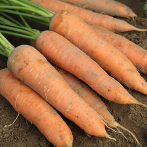 Carrot - Organic