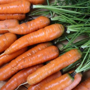 Organic Carrot Flyaway F1