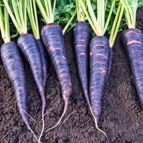 Carrot Deep Purple F1 - Image 3