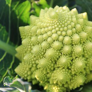 Organic Italian Cauliflower Romanesco