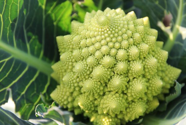 Organic Italian Cauliflower Romanesco