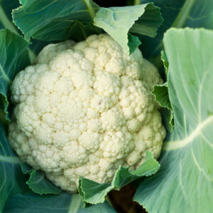Organic Cauliflower Snowcrown