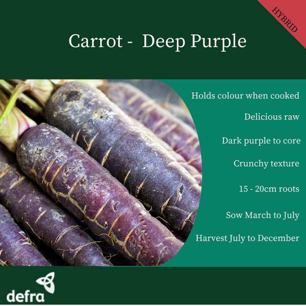 Carrot Deep Purple F1 - Image 2