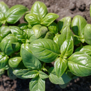 Organic Basil Genovese