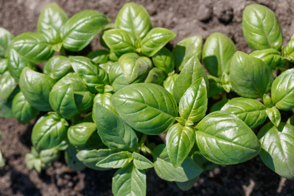 Organic Basil Genovese