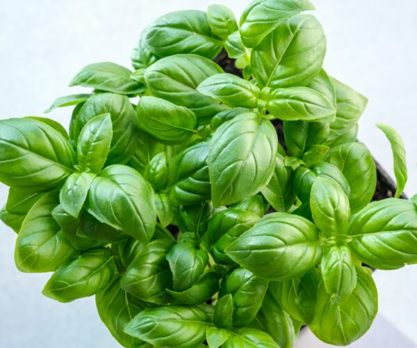 Organic Basil Genovese - Image 2
