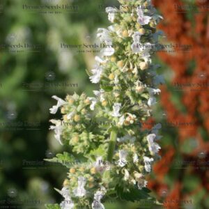 Herb White Catnip Catmint