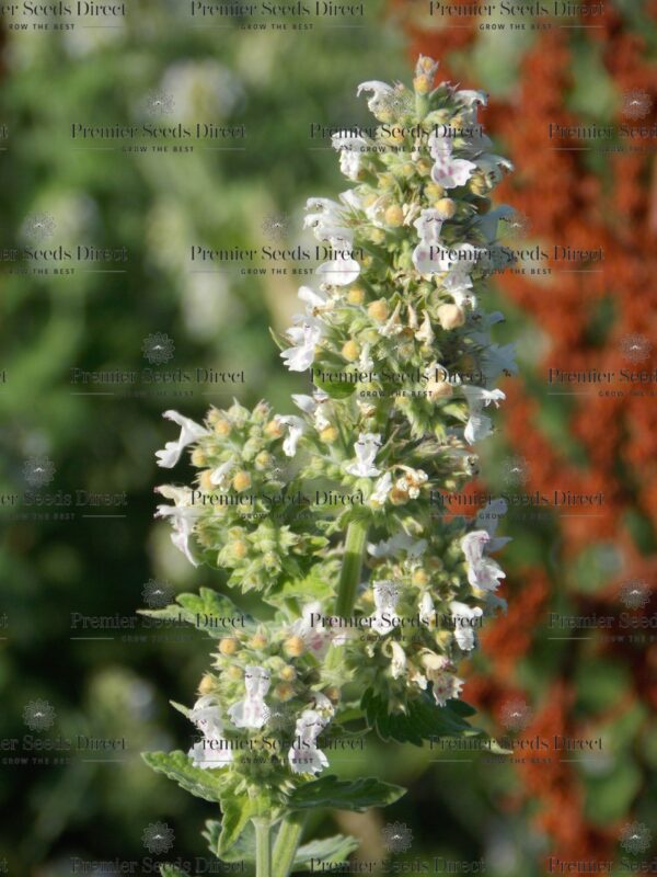 Herb White Catnip Catmint