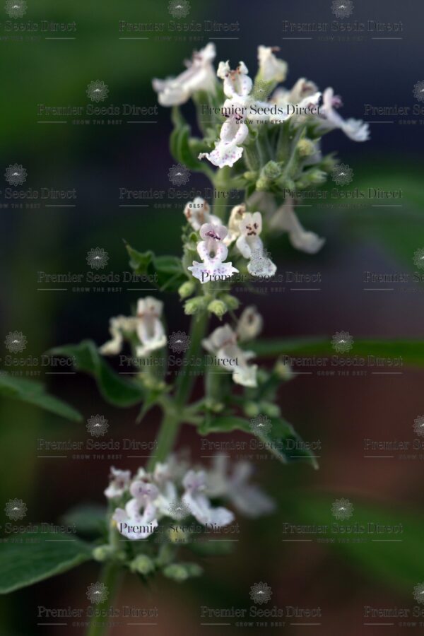 Herb White Catnip Catmint - Image 2