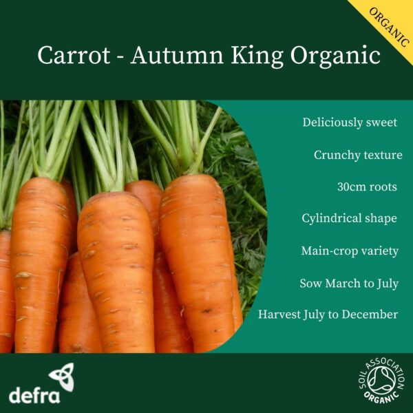 Organic Carrot Autumn King 2 - Image 2