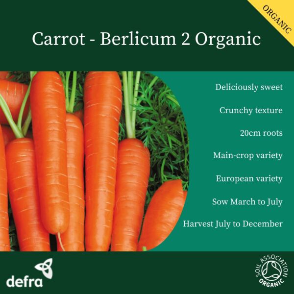 Organic Carrot Berlicum - Image 2