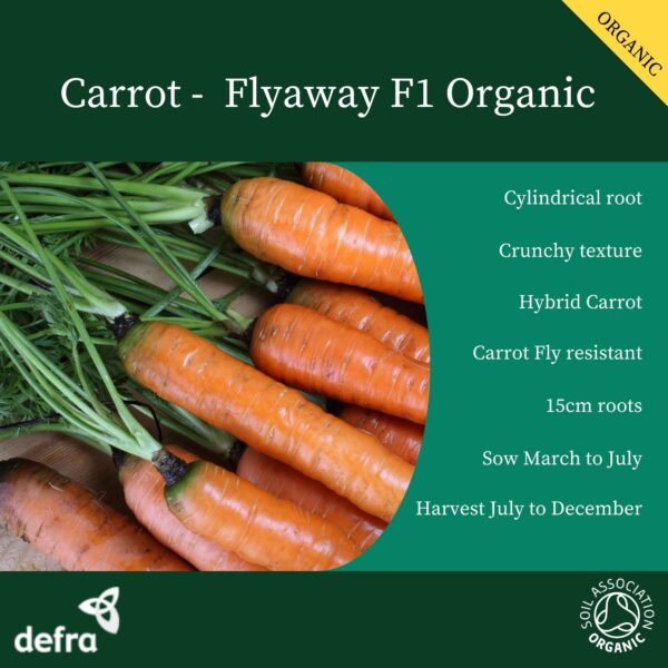 Organic Carrot Flyaway F1 - Image 2