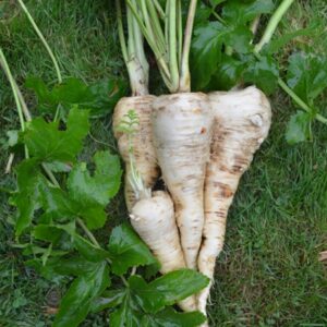 Parsnip - Organic