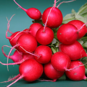 Organic Radish Cherry Belle