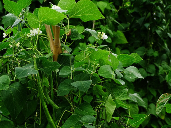 Runner Bean Moonlight - Image 2