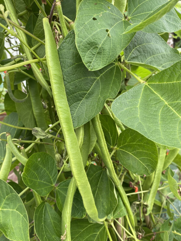 Runner Bean Moonlight - Image 3
