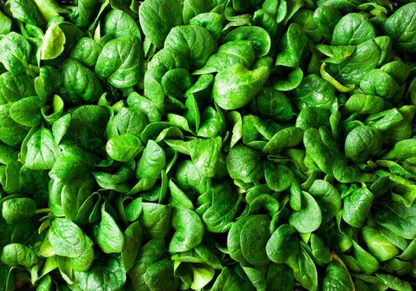 Spinach - Greta F1 - Image 2