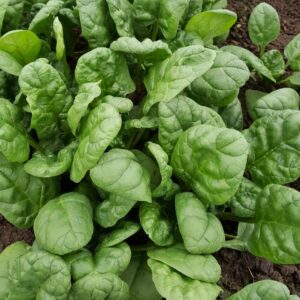 Spinach - Greta F1