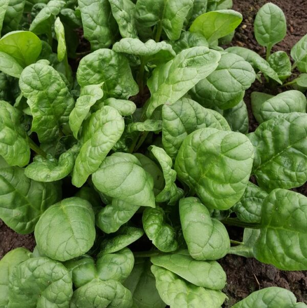 Spinach - Greta F1