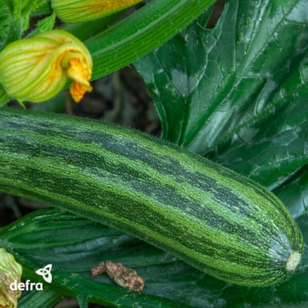 Courgette Striato D'Italia - Image 4