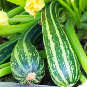 Courgette Striato D'Italia