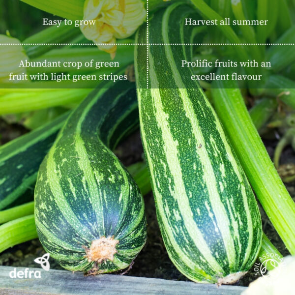 Courgette Striato D'Italia - Image 2