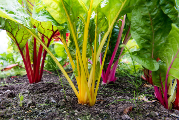 Organic Swiss Chard - Rainbow Mix - Image 2
