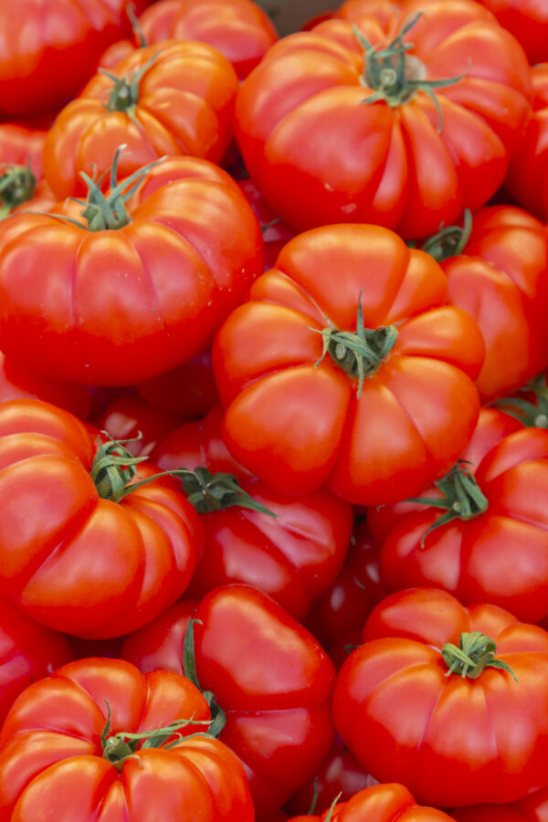 Organic Tomato Marmande Superprecoce