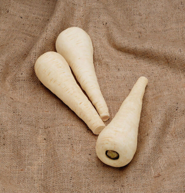 Parsnip Gladiator F1