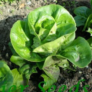 Organic Lettuce Little Gem