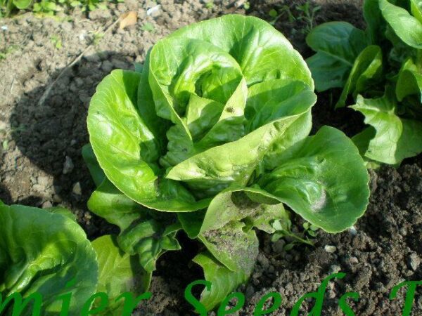 Organic Lettuce Little Gem