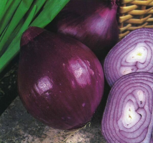 Onion - Red Brunswick - Image 2