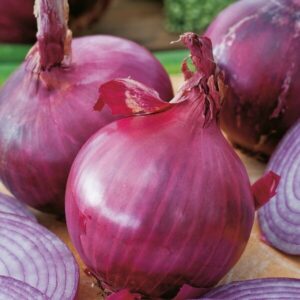 Onion - Red Brunswick