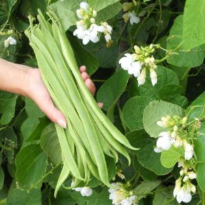 Runner Bean Moonlight