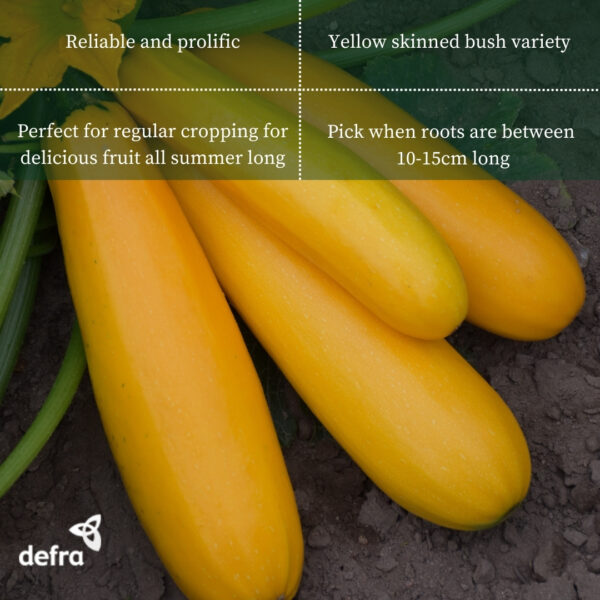 Courgette Atena Polka F1 - Image 2