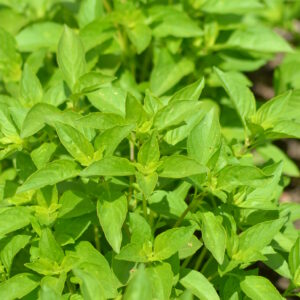 Organic Basil Lemon